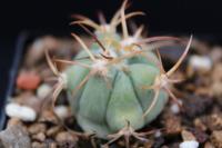 Echinocactus horizonthalonius VZD 082